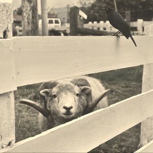 Meet your Posher, Adaamm